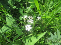 Silene linnaeana