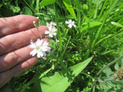 Silene linnaeana