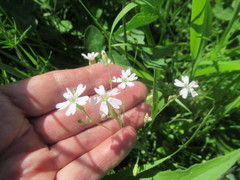 Silene linnaeana