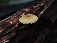 Pluteus hubregtseorum