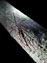 Acanthoctenus