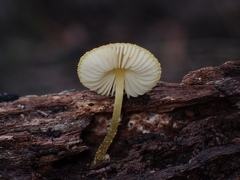 Pluteus hubregtseorum