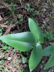 Pellaea paradoxa