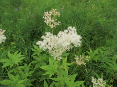 Filipendula palmata