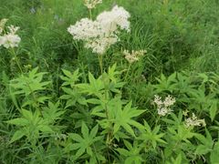 Filipendula palmata