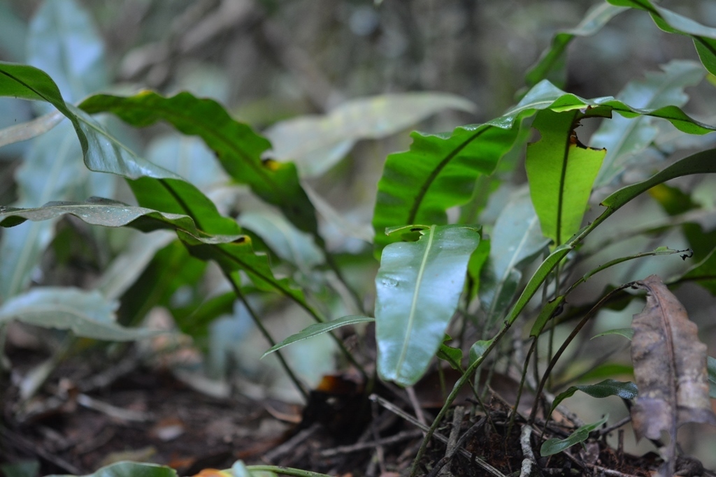 Helecho Lengua De Venado (helechos De Chiapas) · Inaturalist