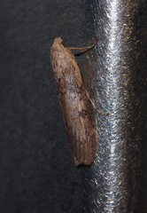 Lamoria adaptella