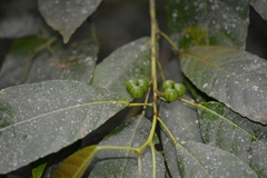 Cleidion castaneifolium