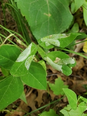 Macrosaccus morrisella