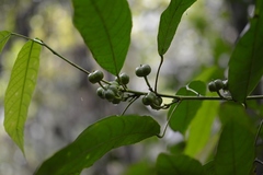 Cleidion castaneifolium