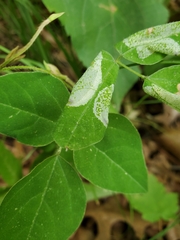 Macrosaccus morrisella