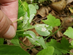 Macrosaccus morrisella