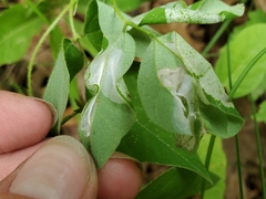 Macrosaccus morrisella