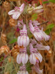 Collinsia tinctoria