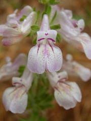 Collinsia tinctoria