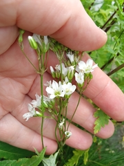 Gypsophila tenuifolia