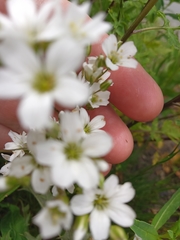 Gypsophila tenuifolia