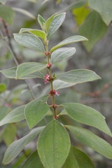 Miconia sericea