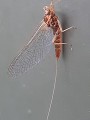 Rhithrogena semicolorata