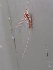 Rhithrogena semicolorata