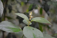 Miconia globulifera