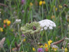 Daucus carota gummifer