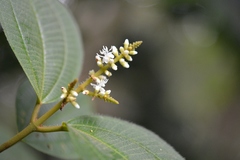 Miconia globulifera