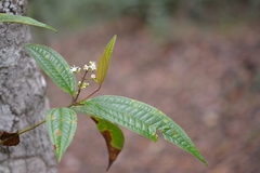 Miconia mexicana