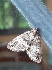 Hydriomena impluviata