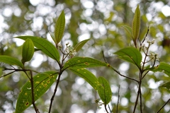 Miconia mexicana