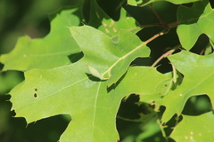 Amphibolips quercuscoelebs