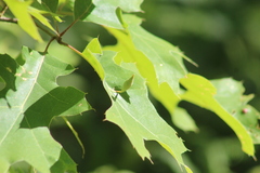 Amphibolips quercuscoelebs
