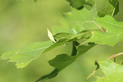 Amphibolips quercuscoelebs