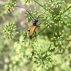 Paracorymbia