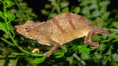 Rhampholeon chapmanorum
