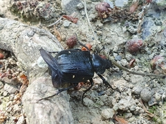 Gnorimus variabilis
