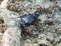 Gnorimus variabilis