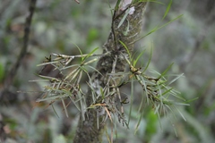 Scaphyglottis fasciculata