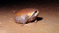 Breviceps mossambicus