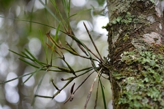 Scaphyglottis fasciculata