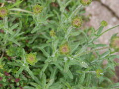 Jasione laevis