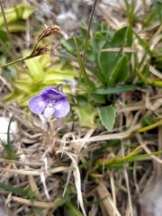 Pinguicula