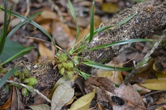 Maxillaria meleagris