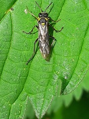 Tenthredo mesomela