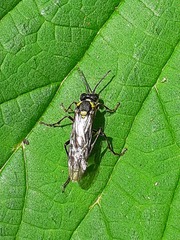 Tenthredo mesomela