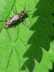 Tenthredo mesomela