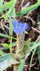 Cyanotis tuberosa