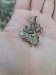 Craterellus foetidus