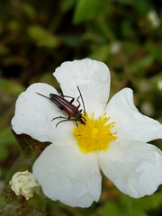 Stenurella melanura