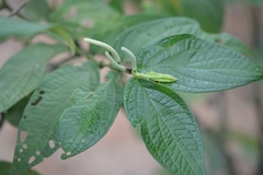 Piper pseudoasperifolium